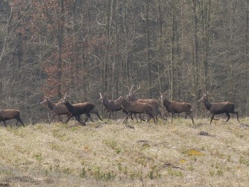 Poroże jelenia, 
